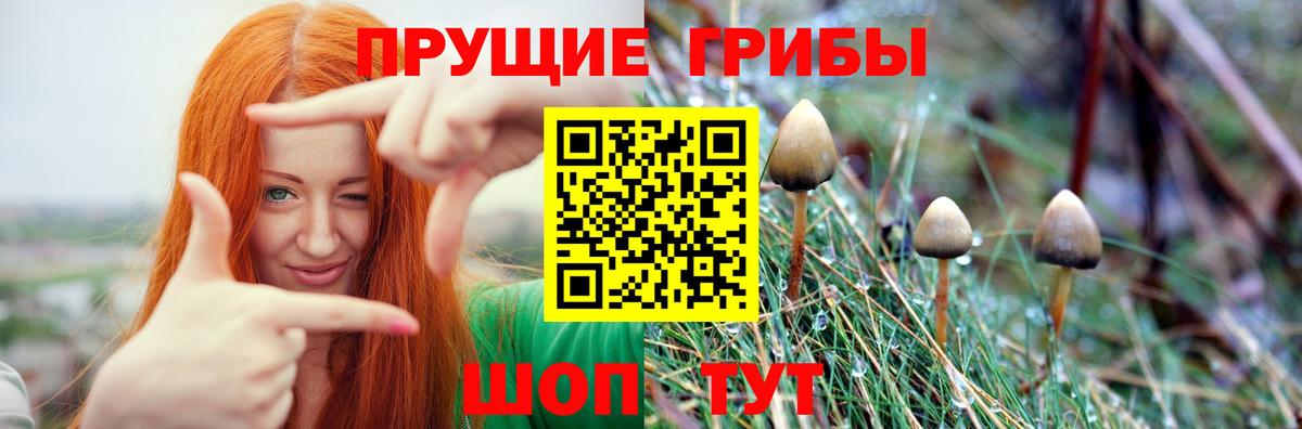 Псилоцибиновые грибы Psilocybe Орехово-Зуево